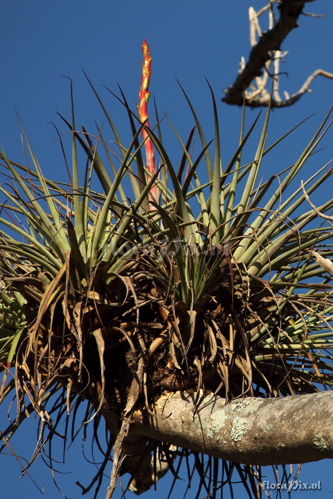 Tillandsia 