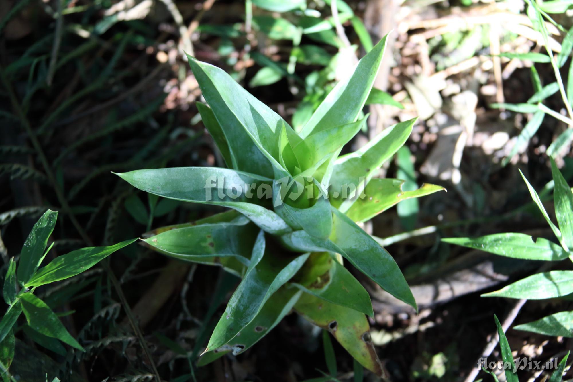 Catopsis cf. berteroniana