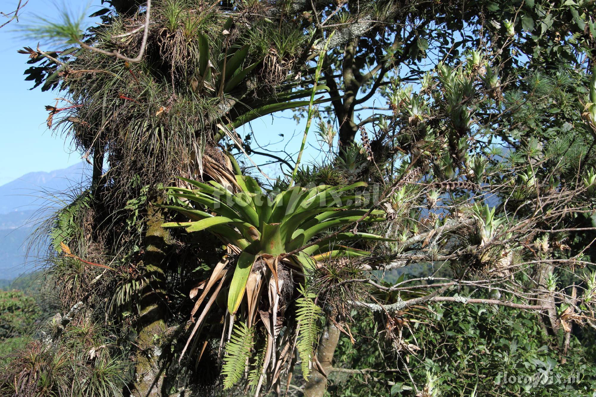 Tillandsia 