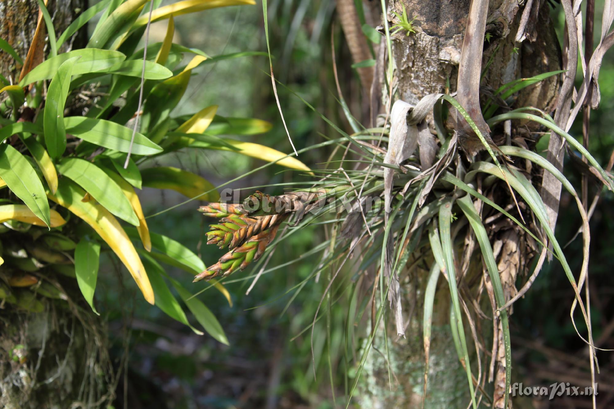 Tillandsia fasciculata