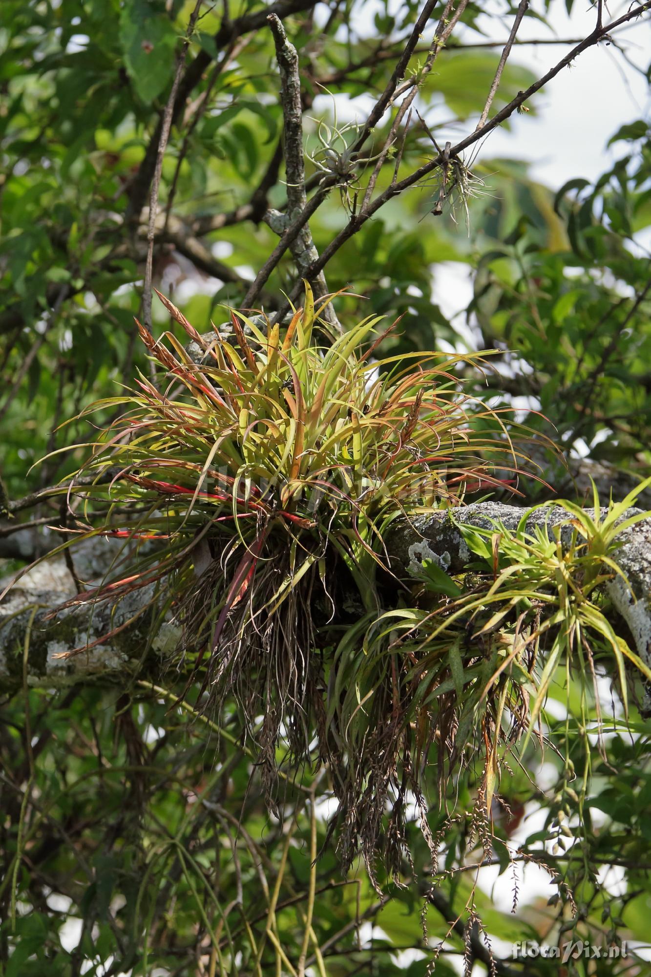 Tillandsia complanata