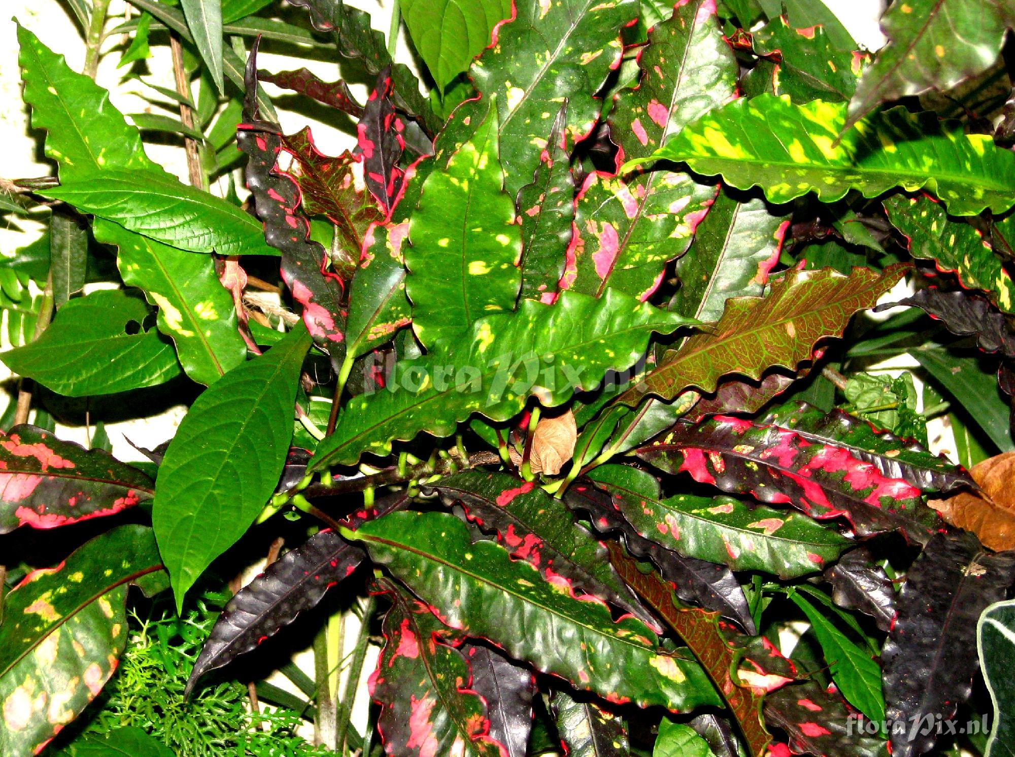 Codaeum sp. (Croton) Euphorbiaceae