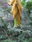 Vriesea tequendamae - flower detail