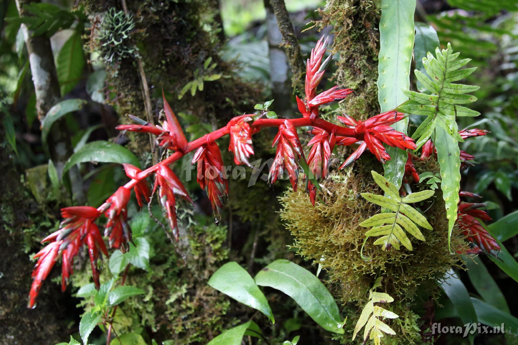 Tillandsia cf. excelsa