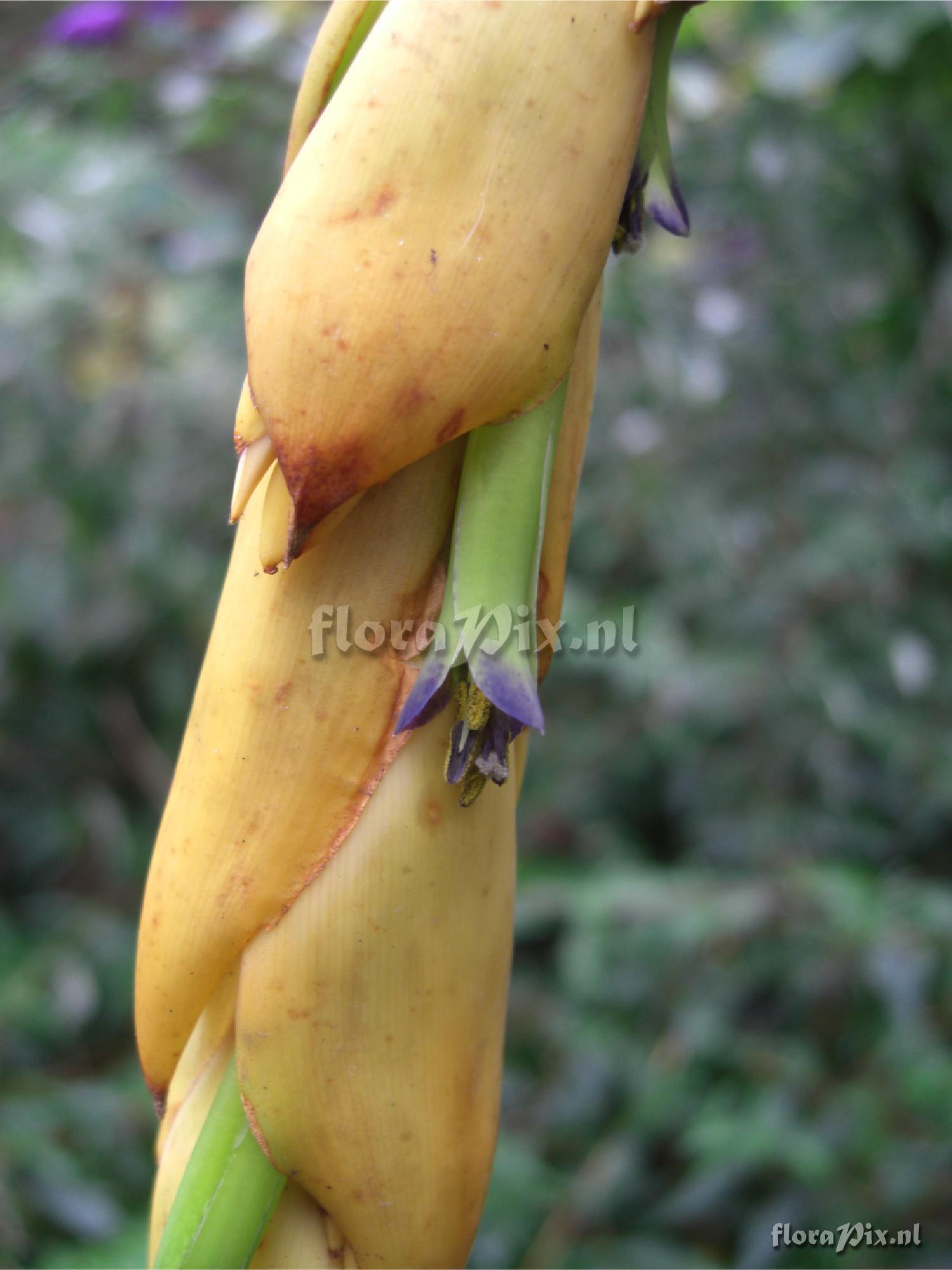 Vriesea tequendamae - inflorescence detail