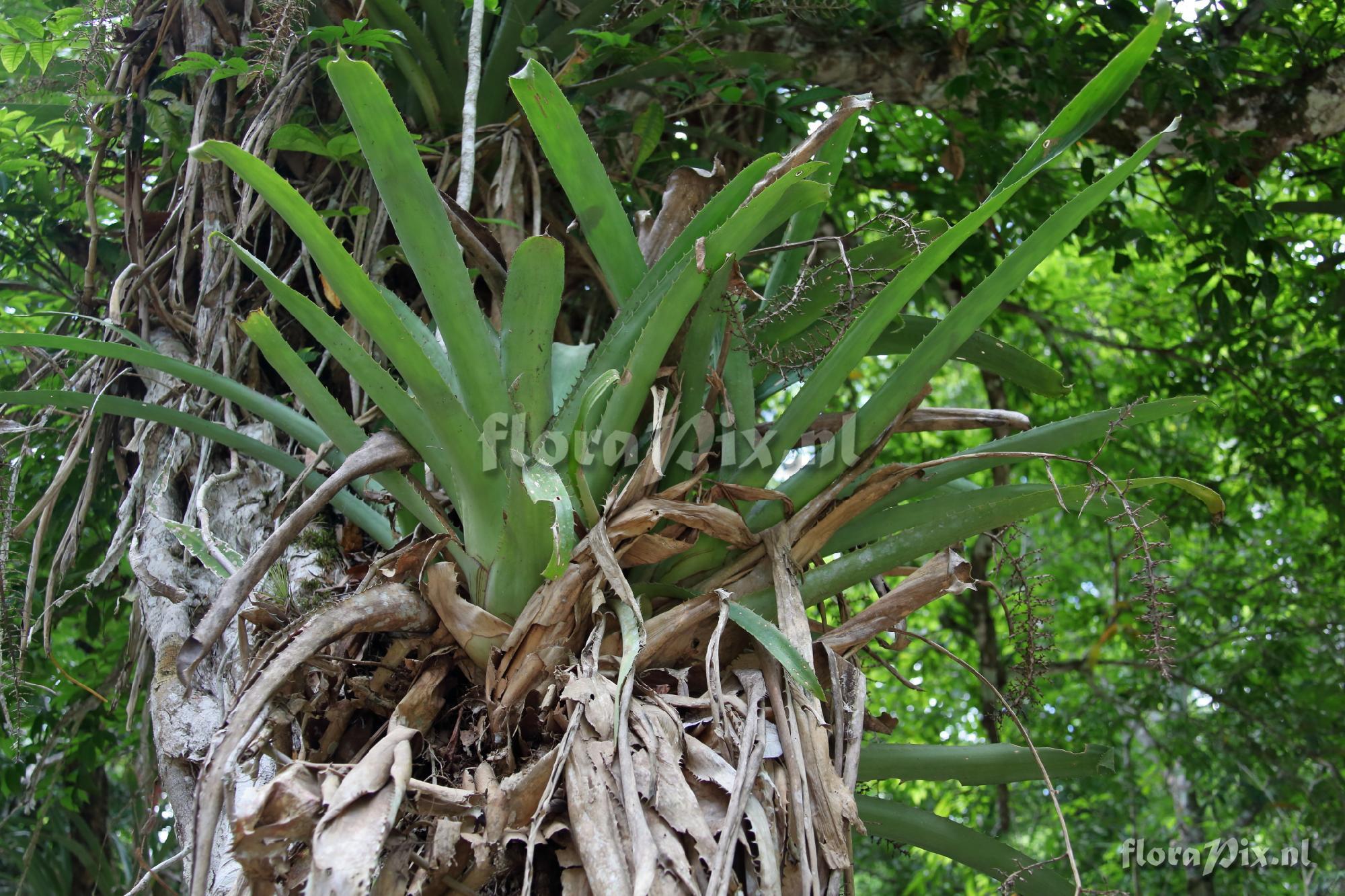 Aechmea bracteata