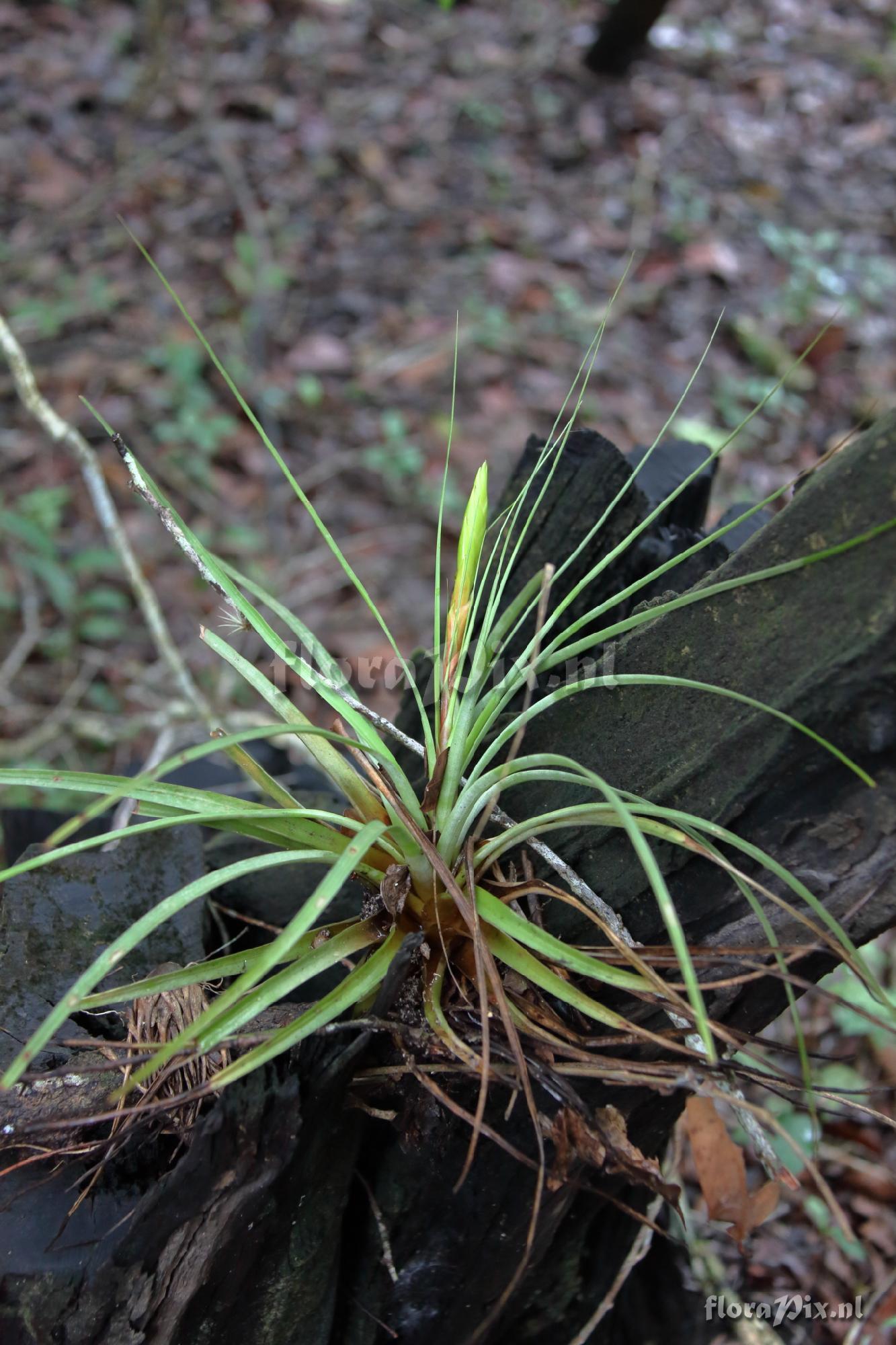 Tillandsia tricolor ?