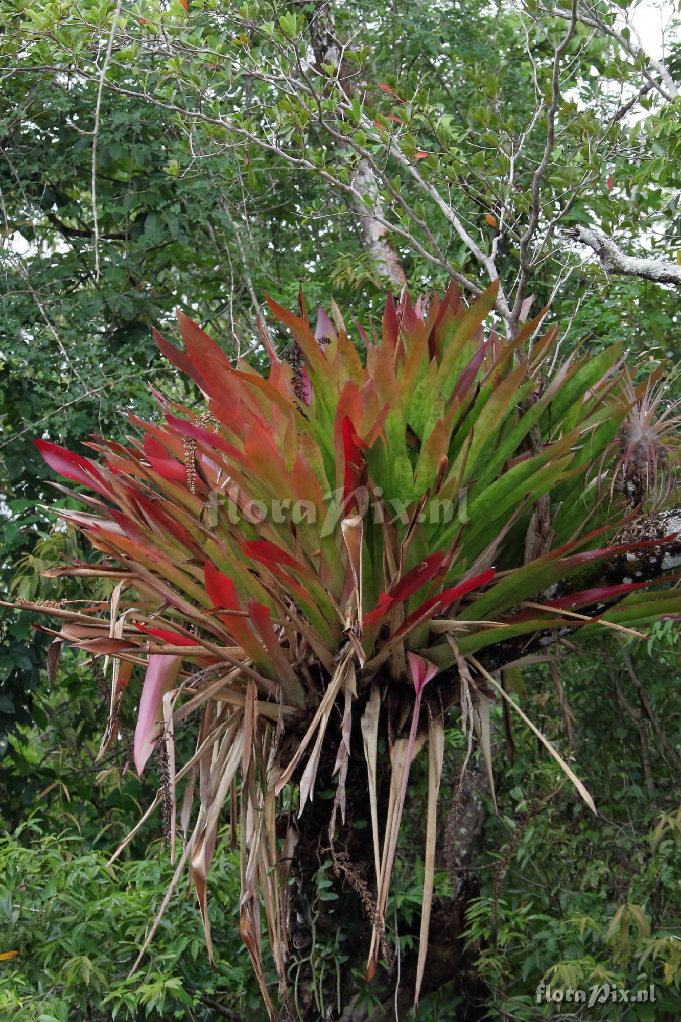 Aechmea mexicana