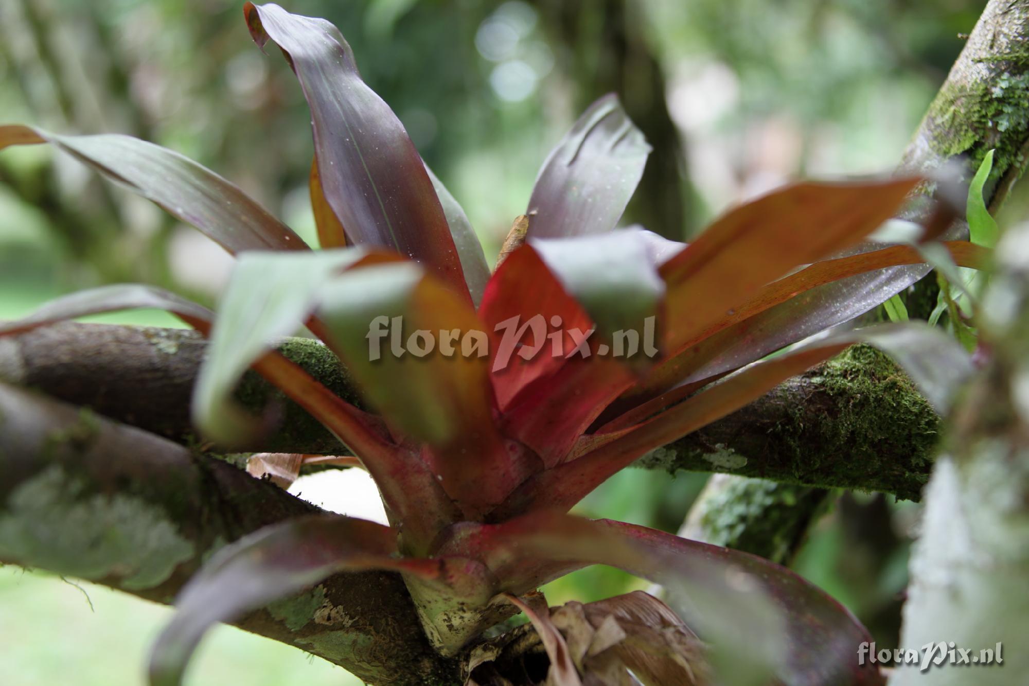 Neoregelia ?