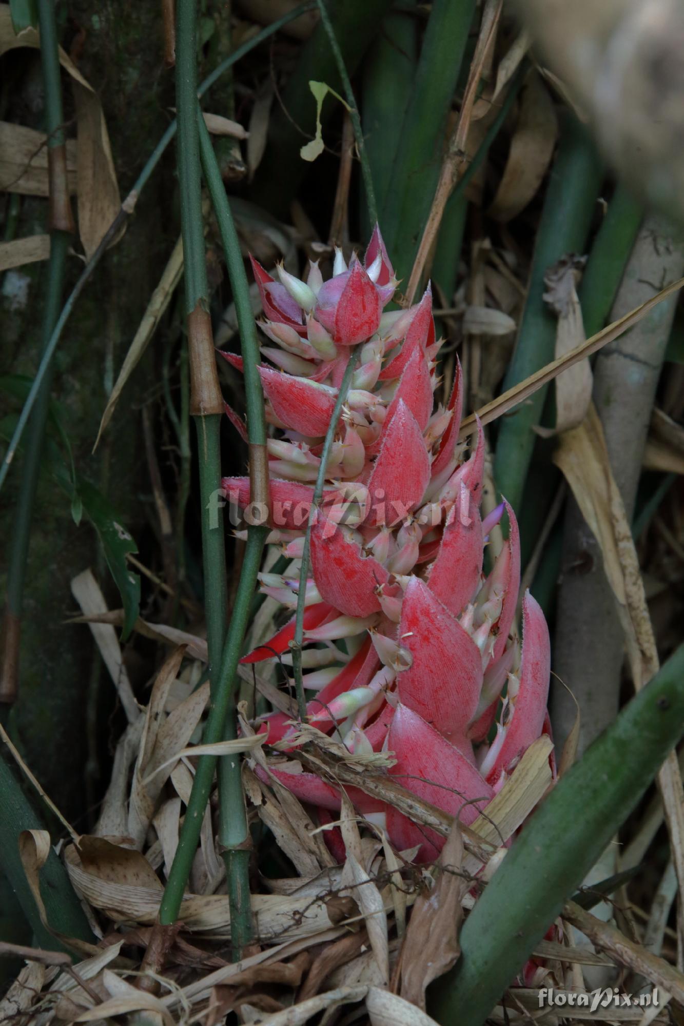 Aechmea vallerandii