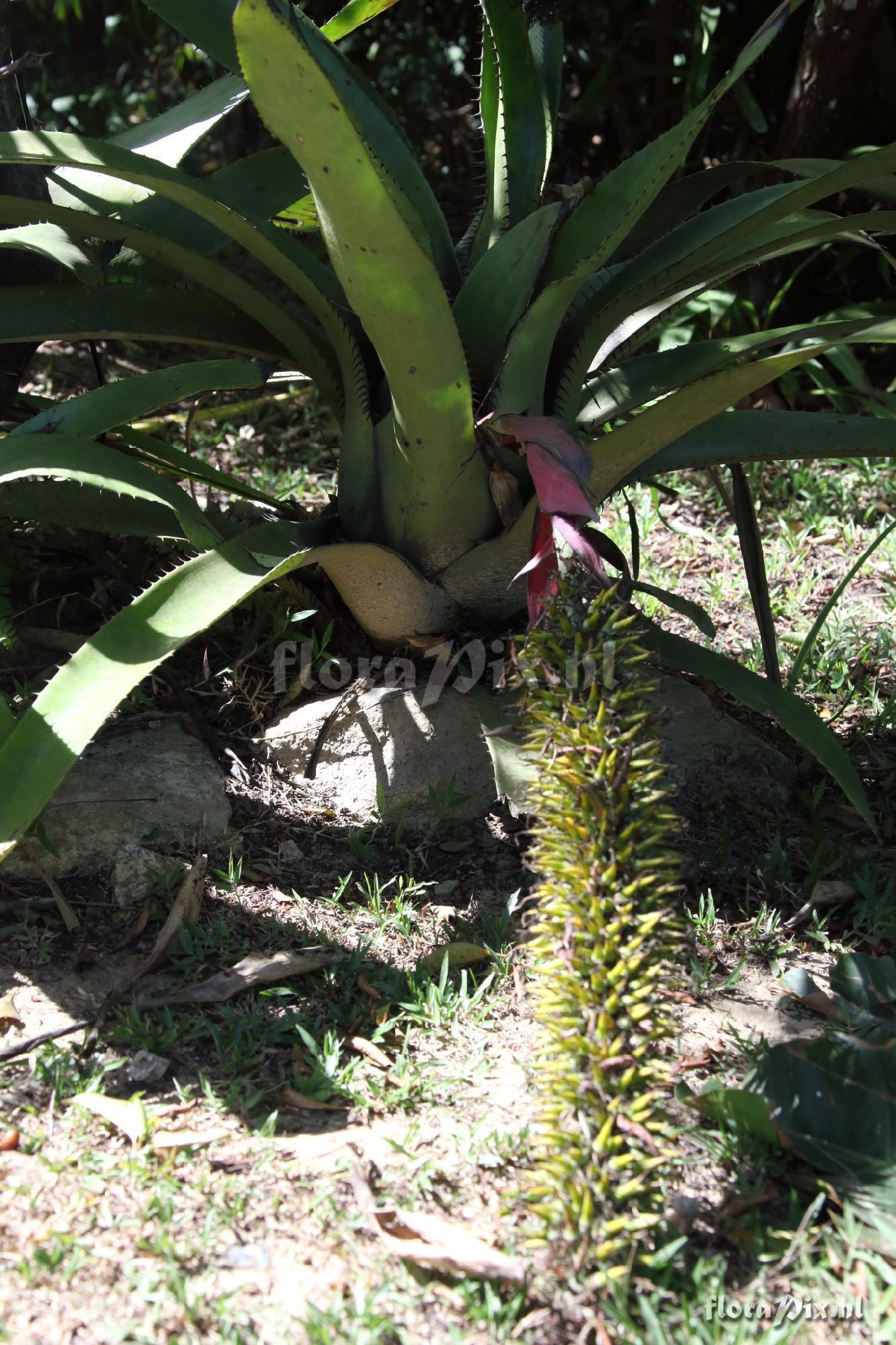 Aechmea setigera