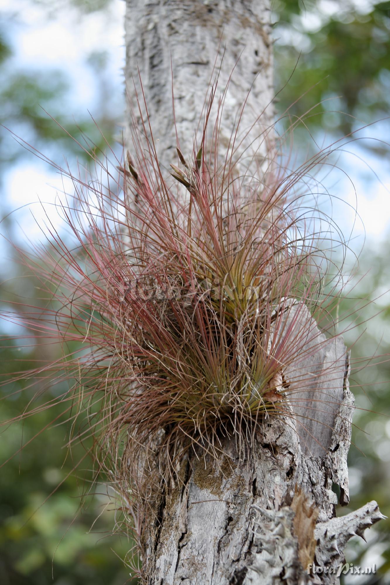 Tillandsia juncea