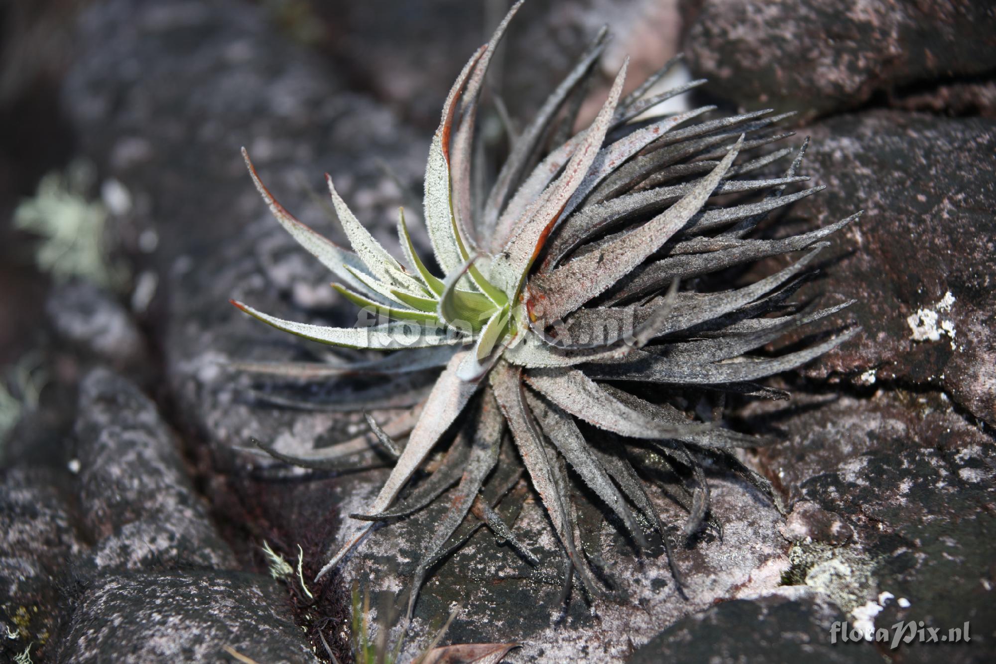 Lindmania brachyphylla