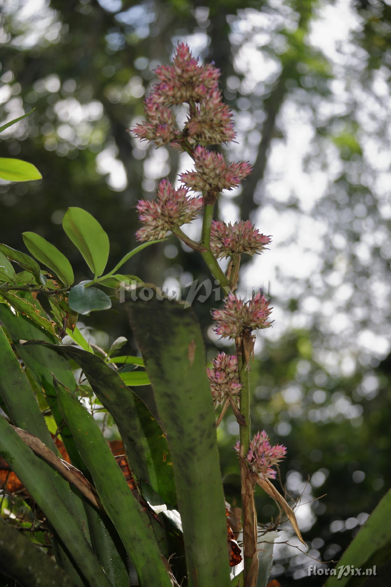 Hohenbergia stellata