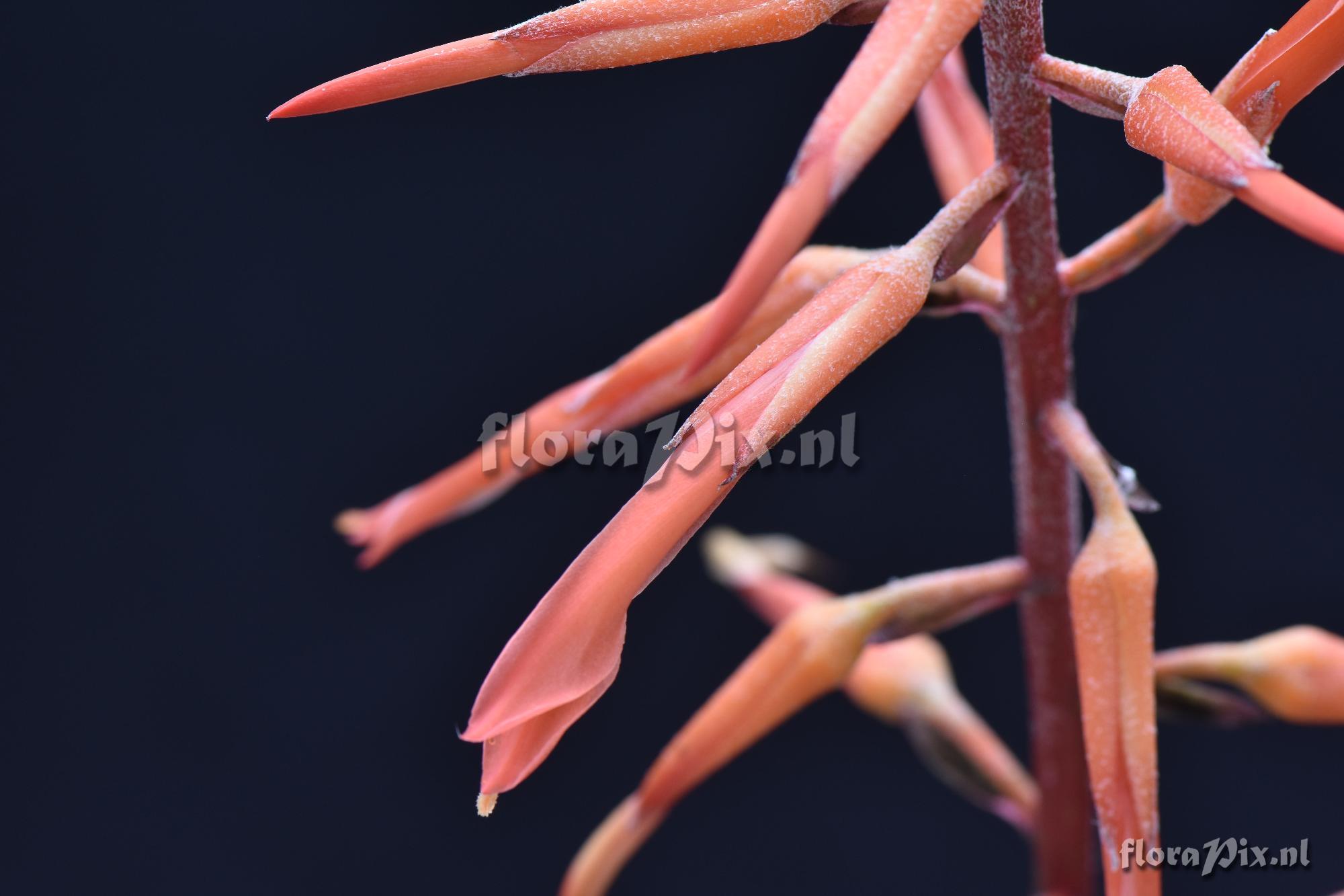 Pitcairnia integrifolia?