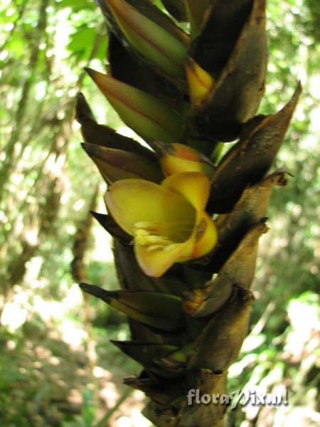 Werauhia gladioliflora