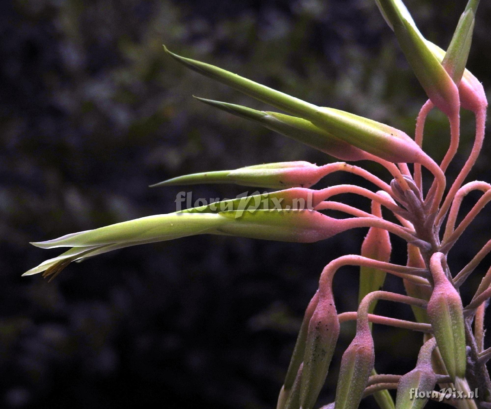 Pitcairnia susannae