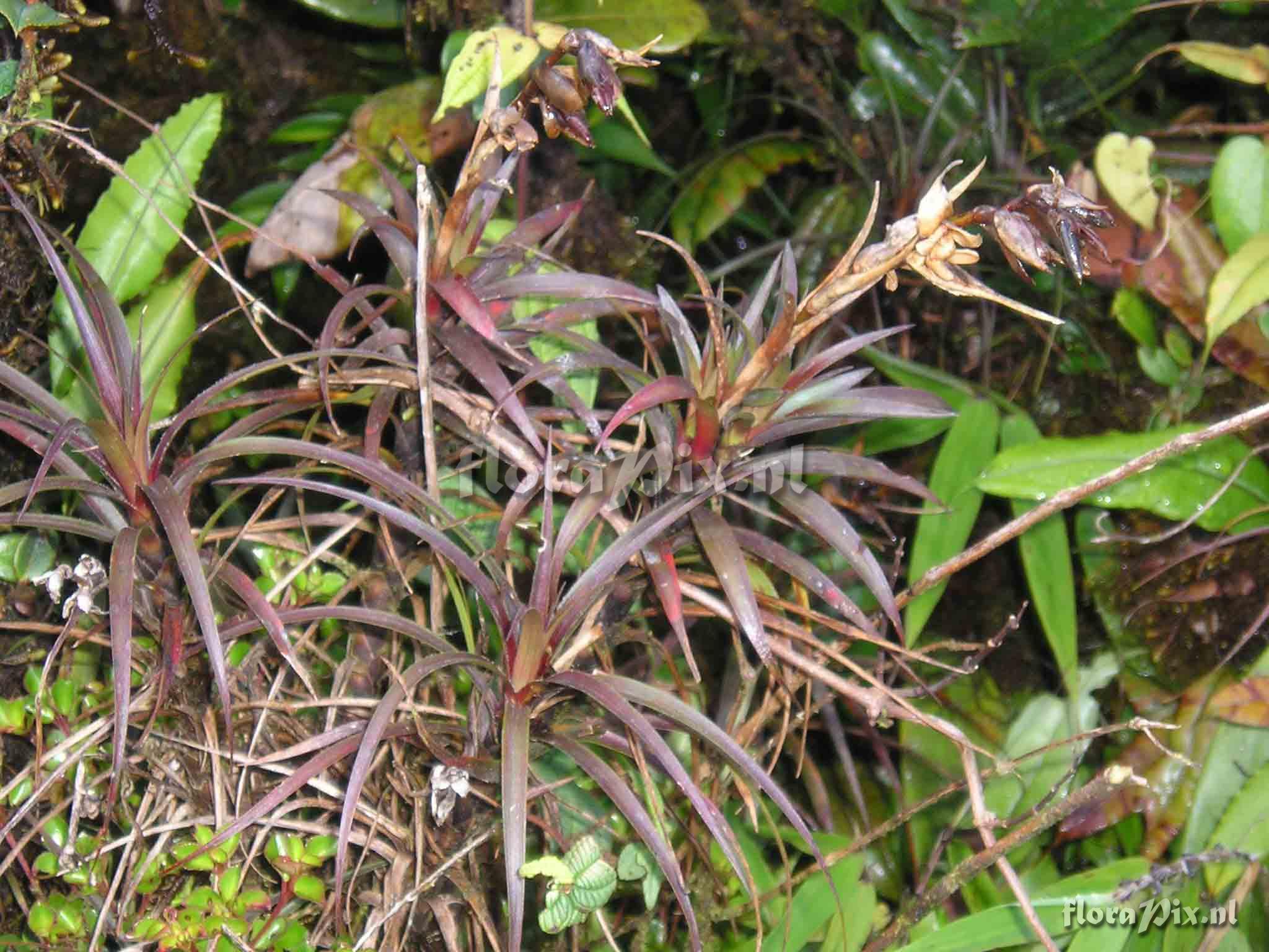 Werauhia insignis