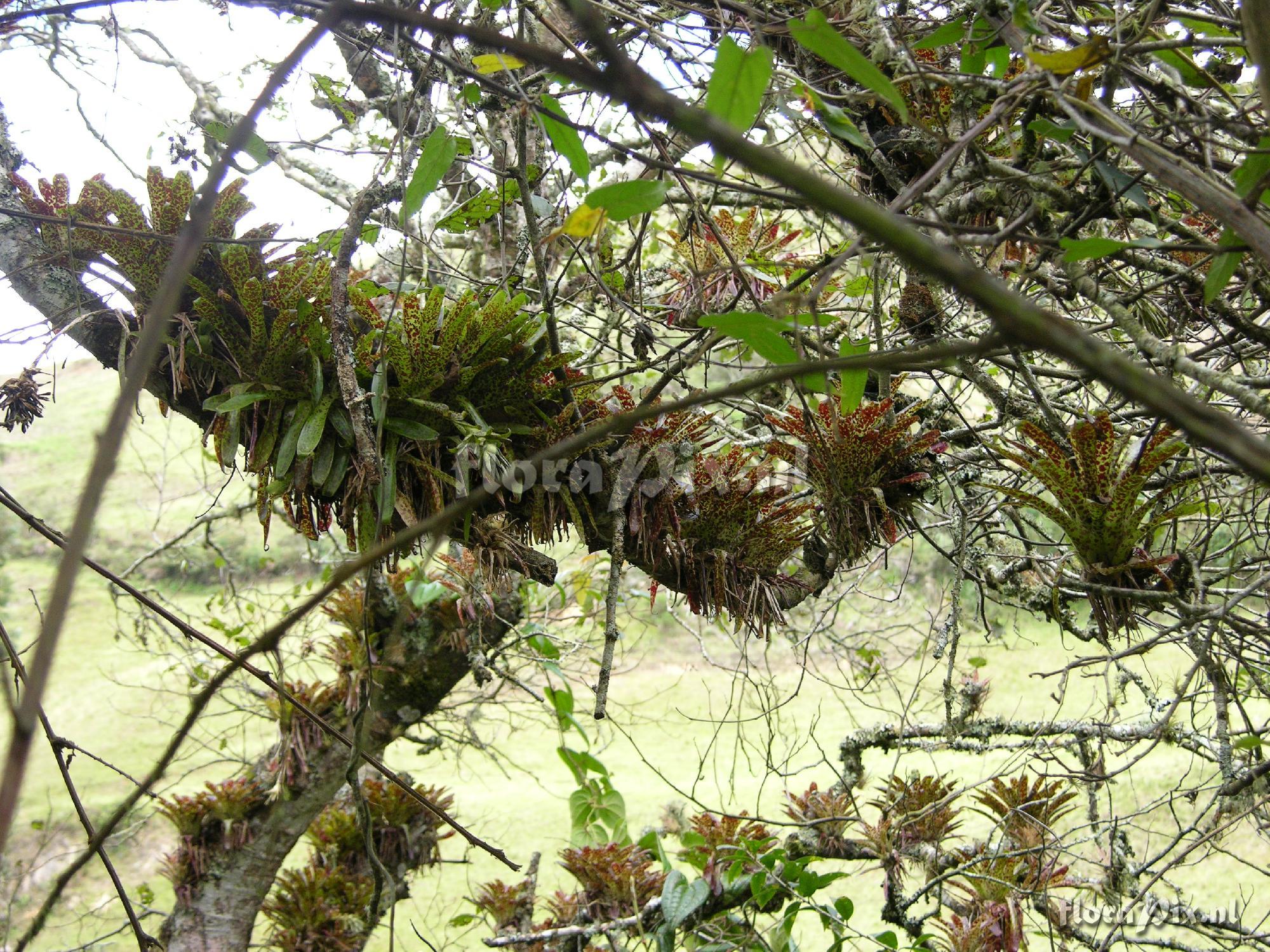 Tillandsia biflora (Colombia)