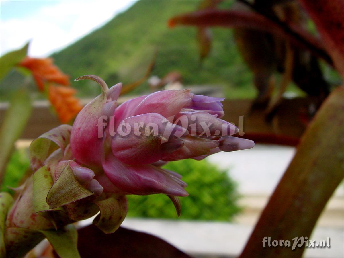 Tillandsia biflora (Colombia)