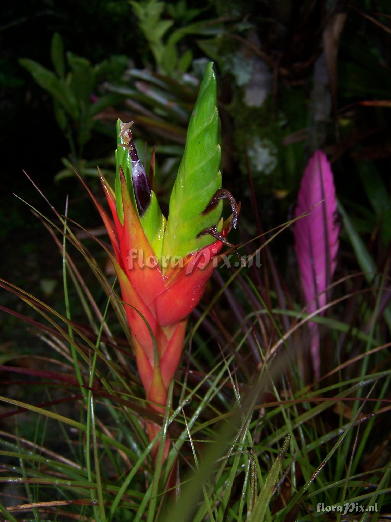 Tillandsia punctulata