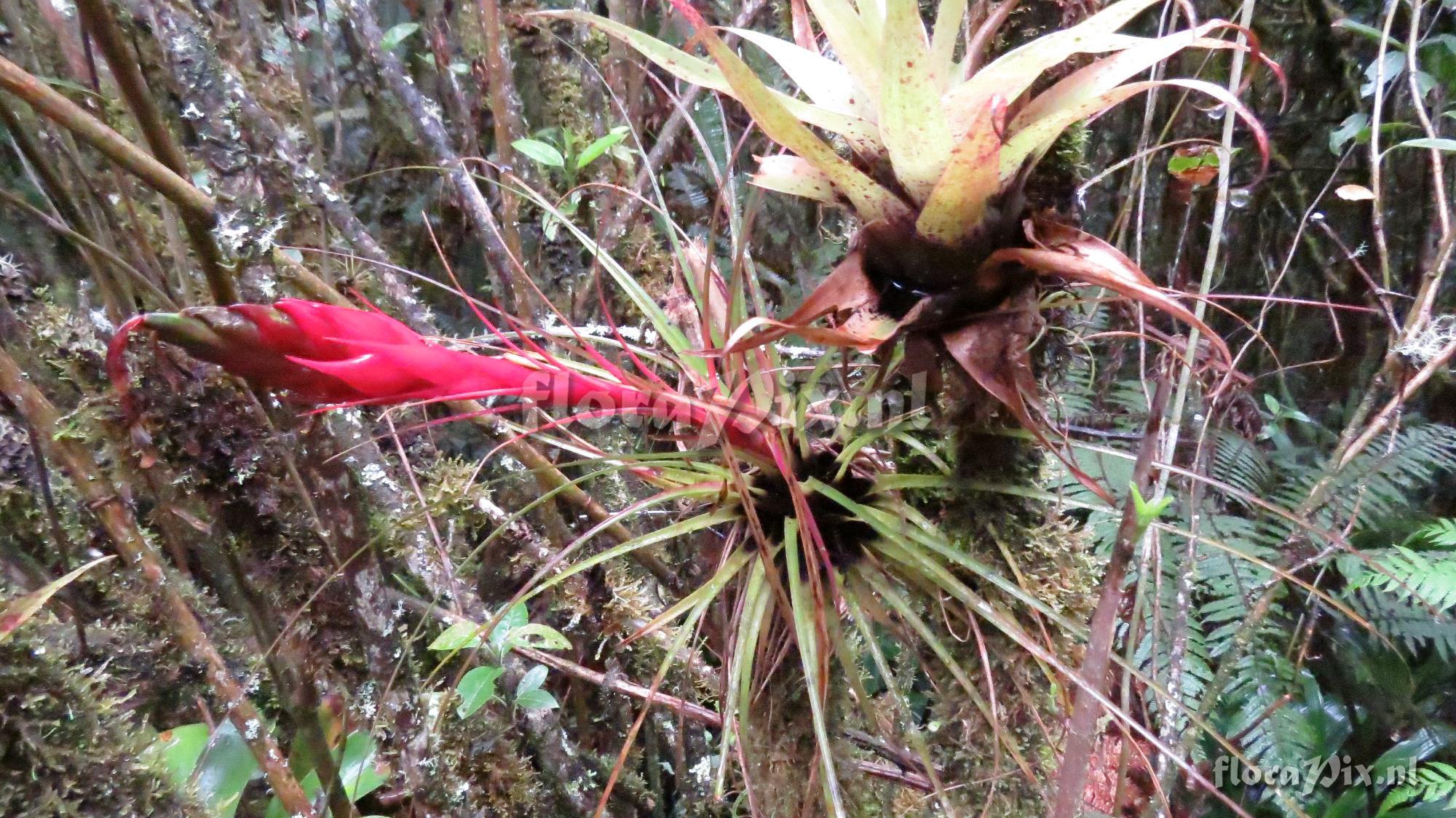 Tillandsia punctulata