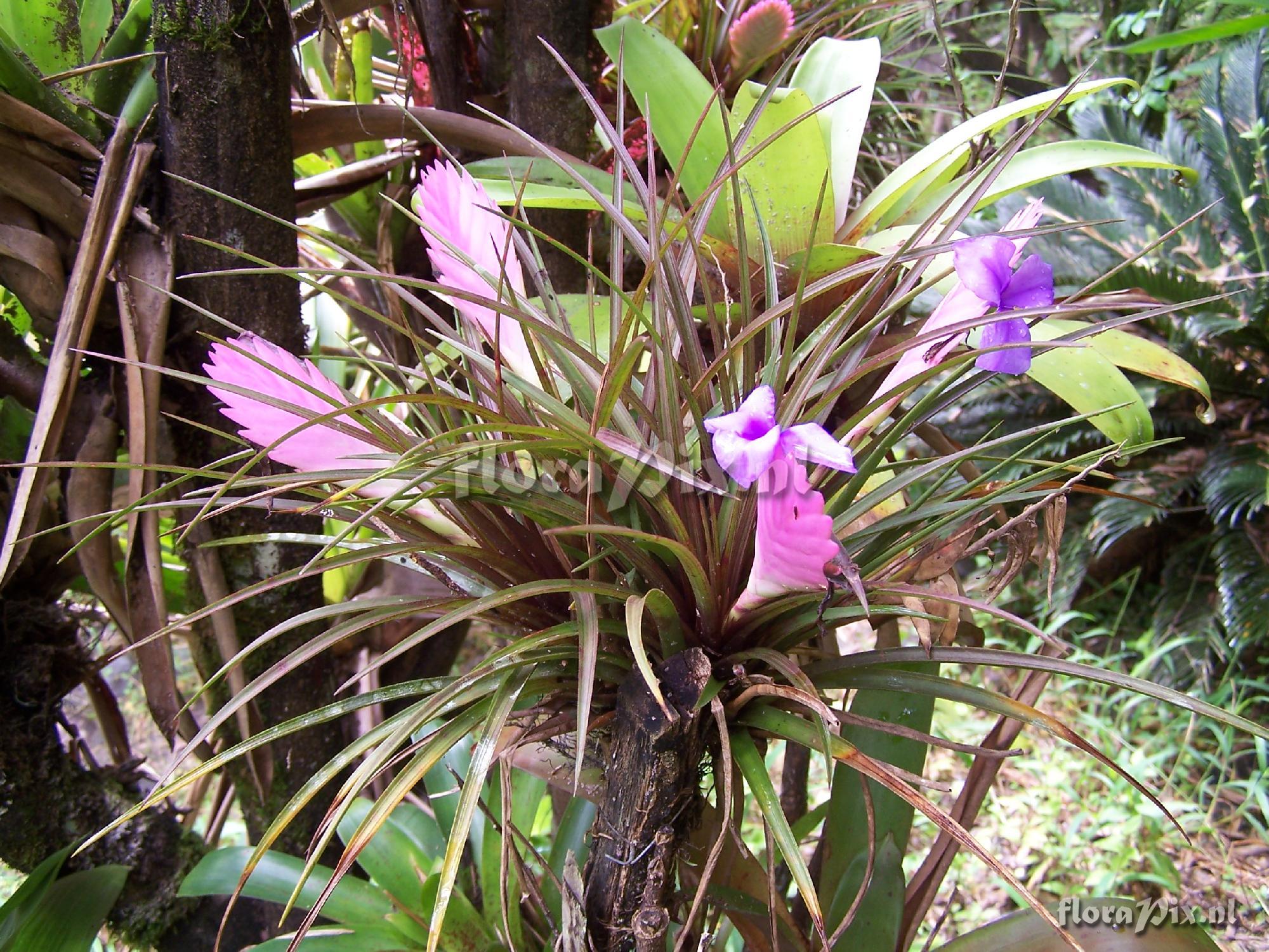 Tillandsia cyanea