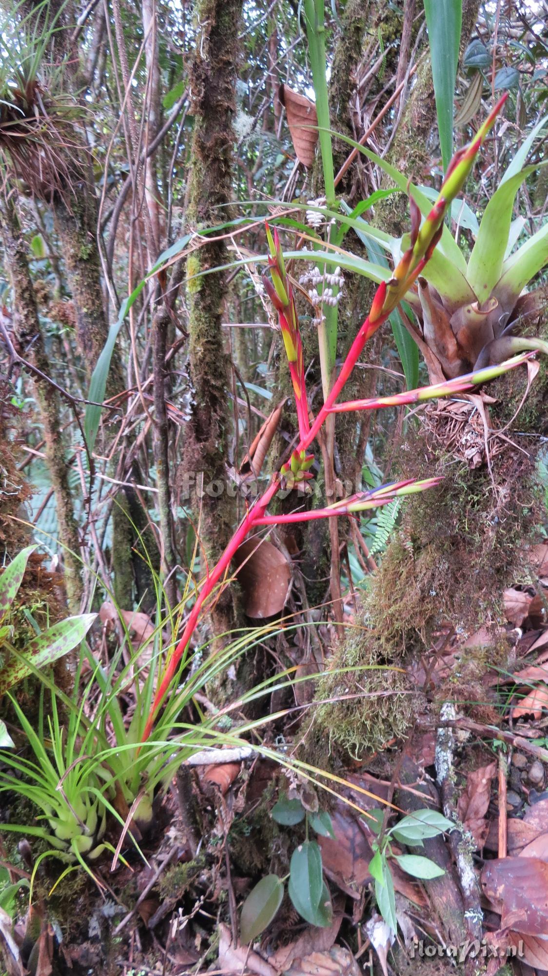 Tillandsia kirchhoffiana