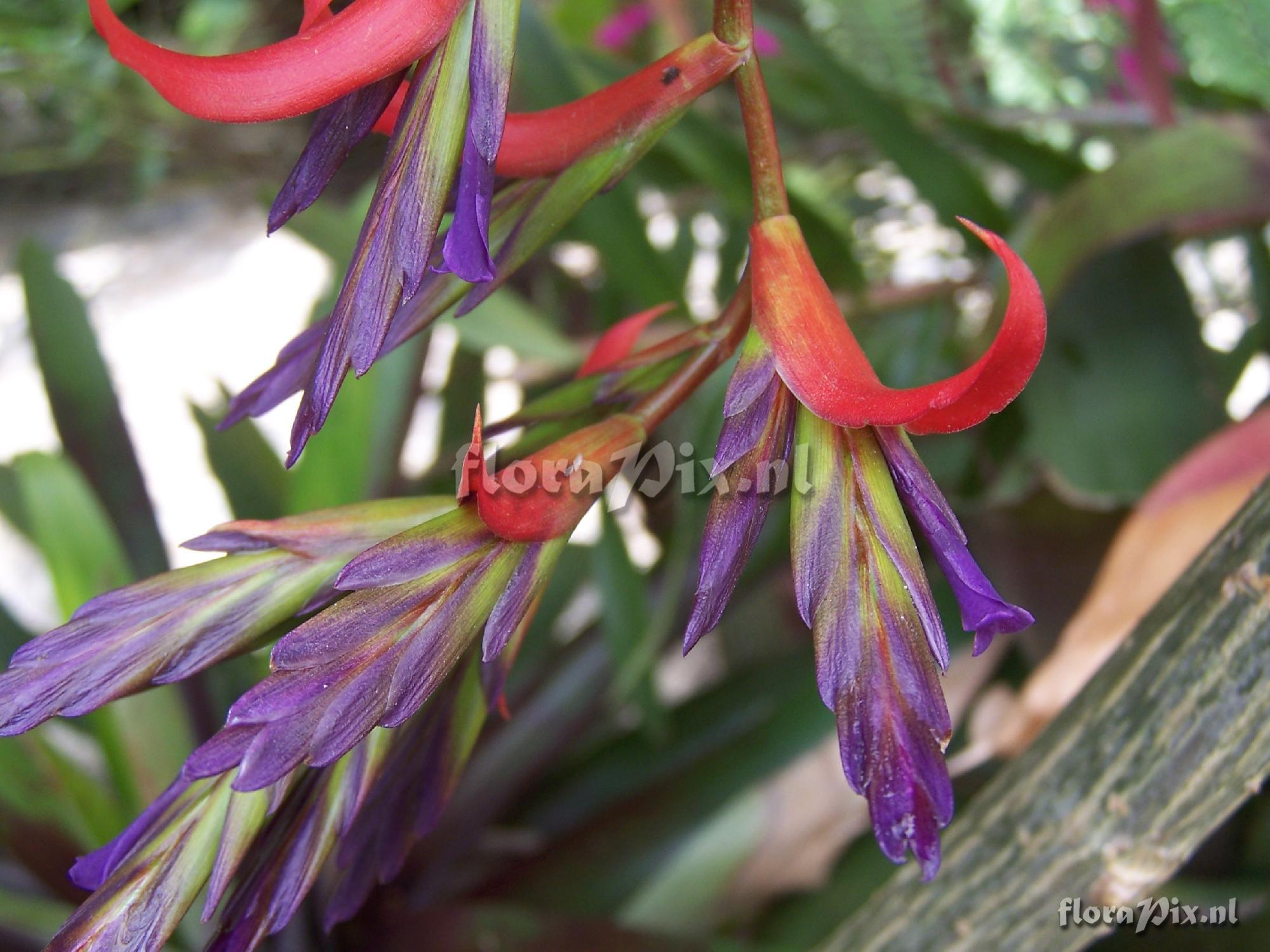 Tillandsia leiboldiana