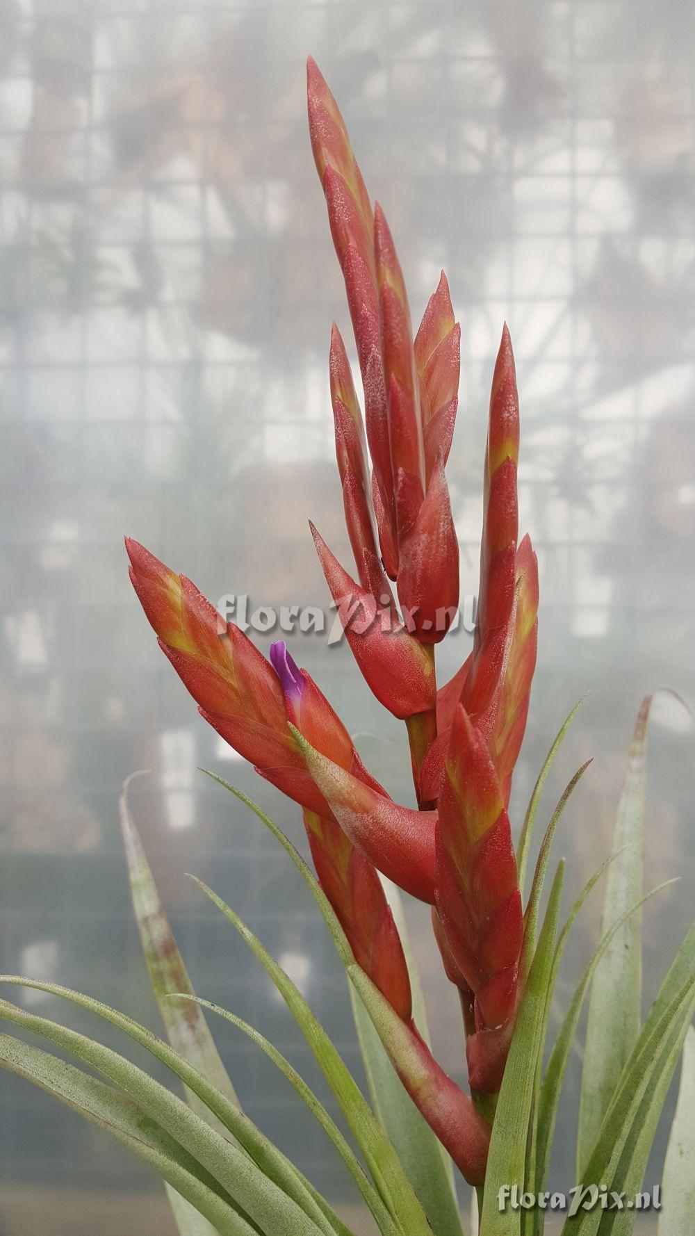 Tillandsia cajamarcensis