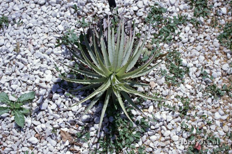 Puya venusta