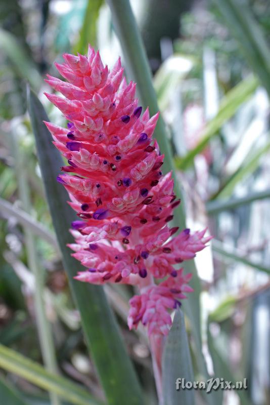 Aechmea distichantha var distichantha