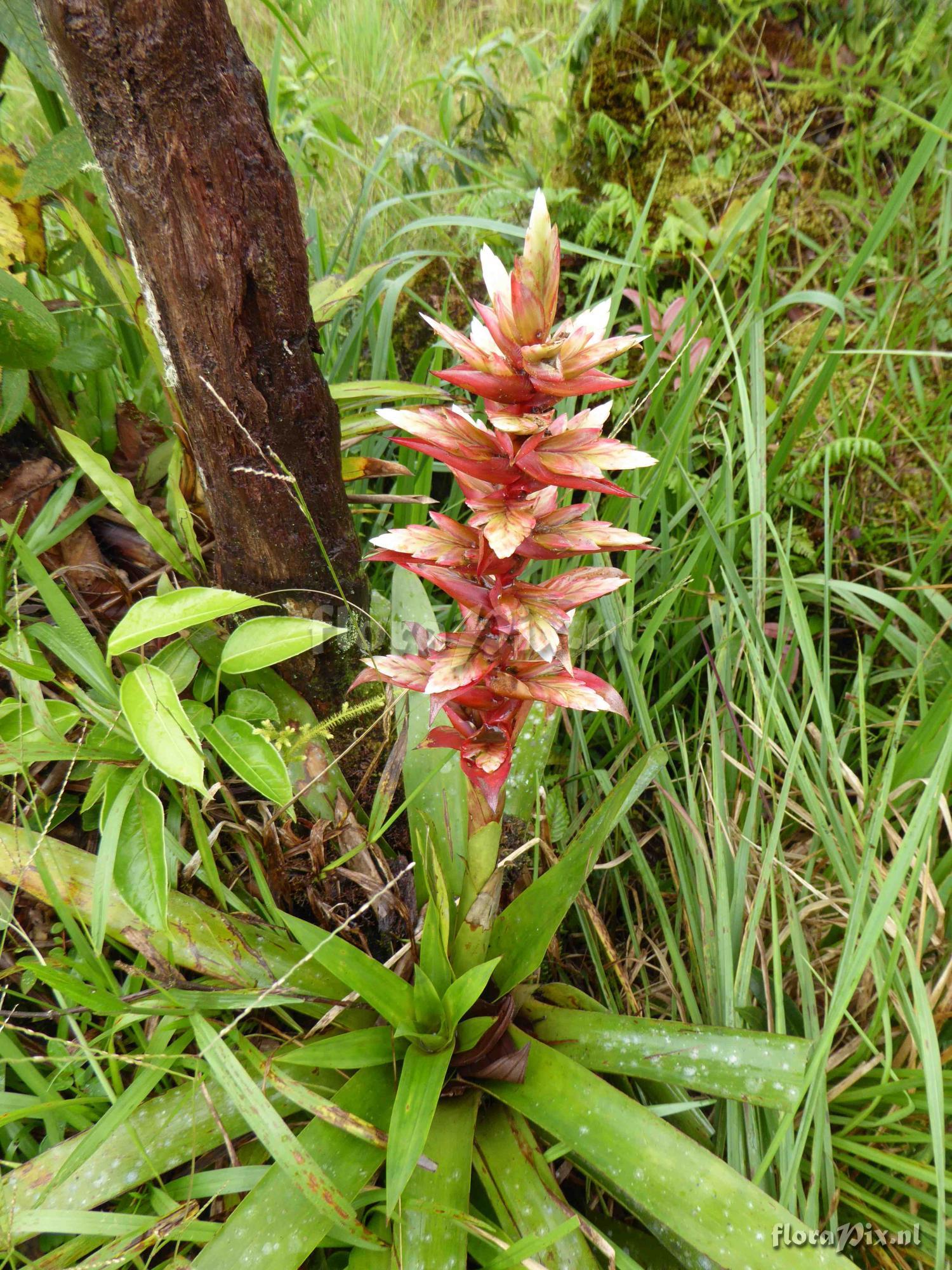 Tillandsia (Mezobromelia) schimperiana