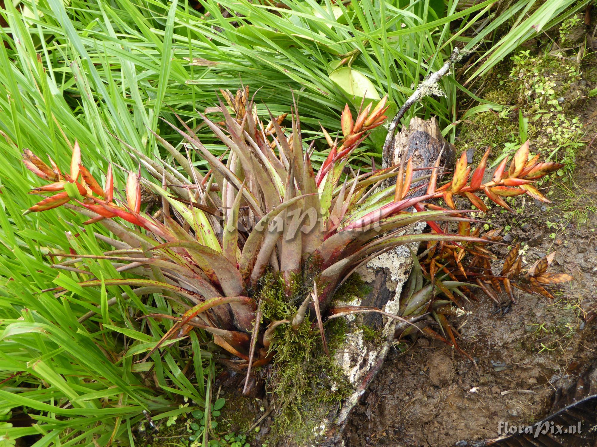 Tillandsia confinis