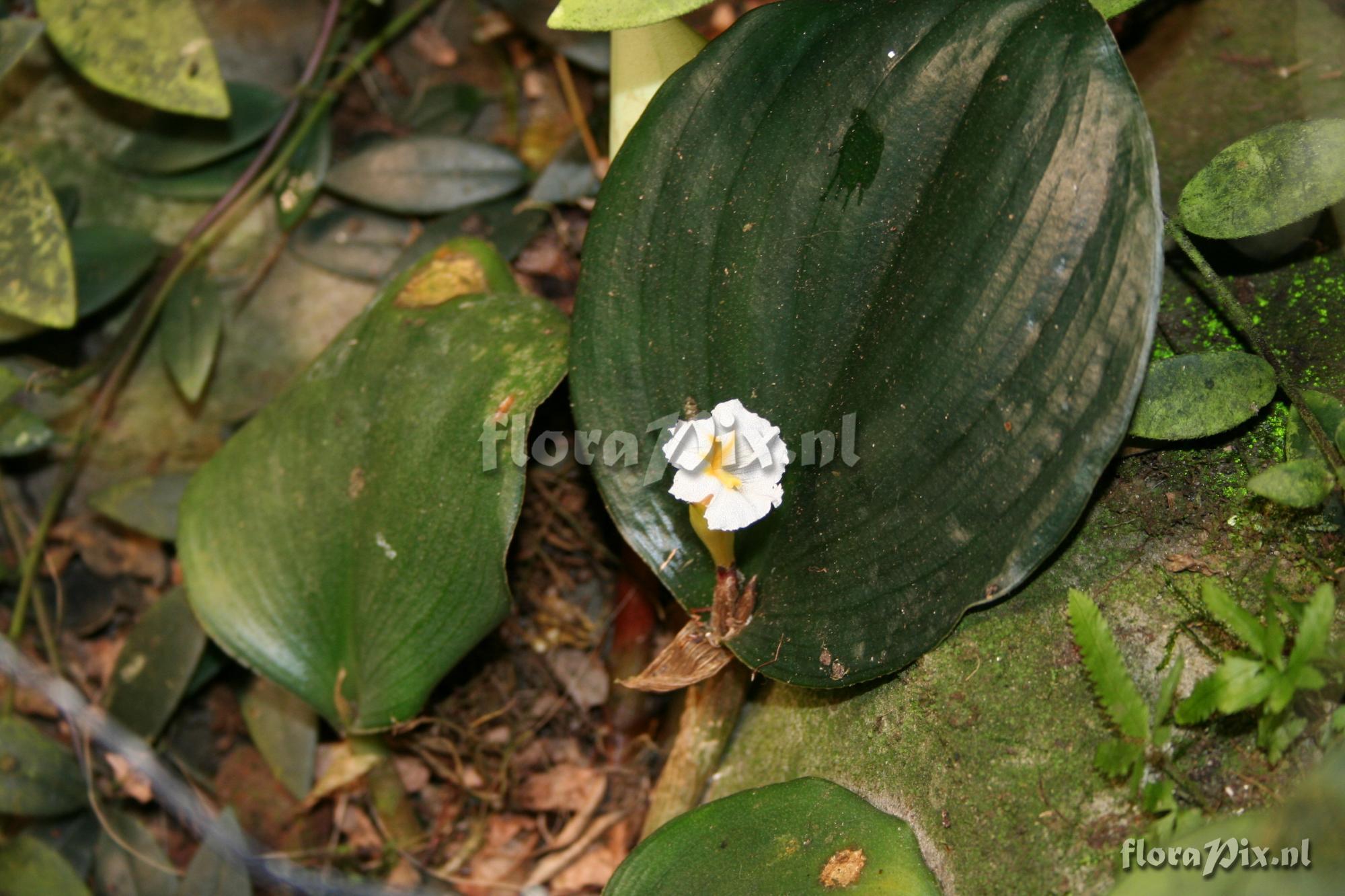 Costus englerianus