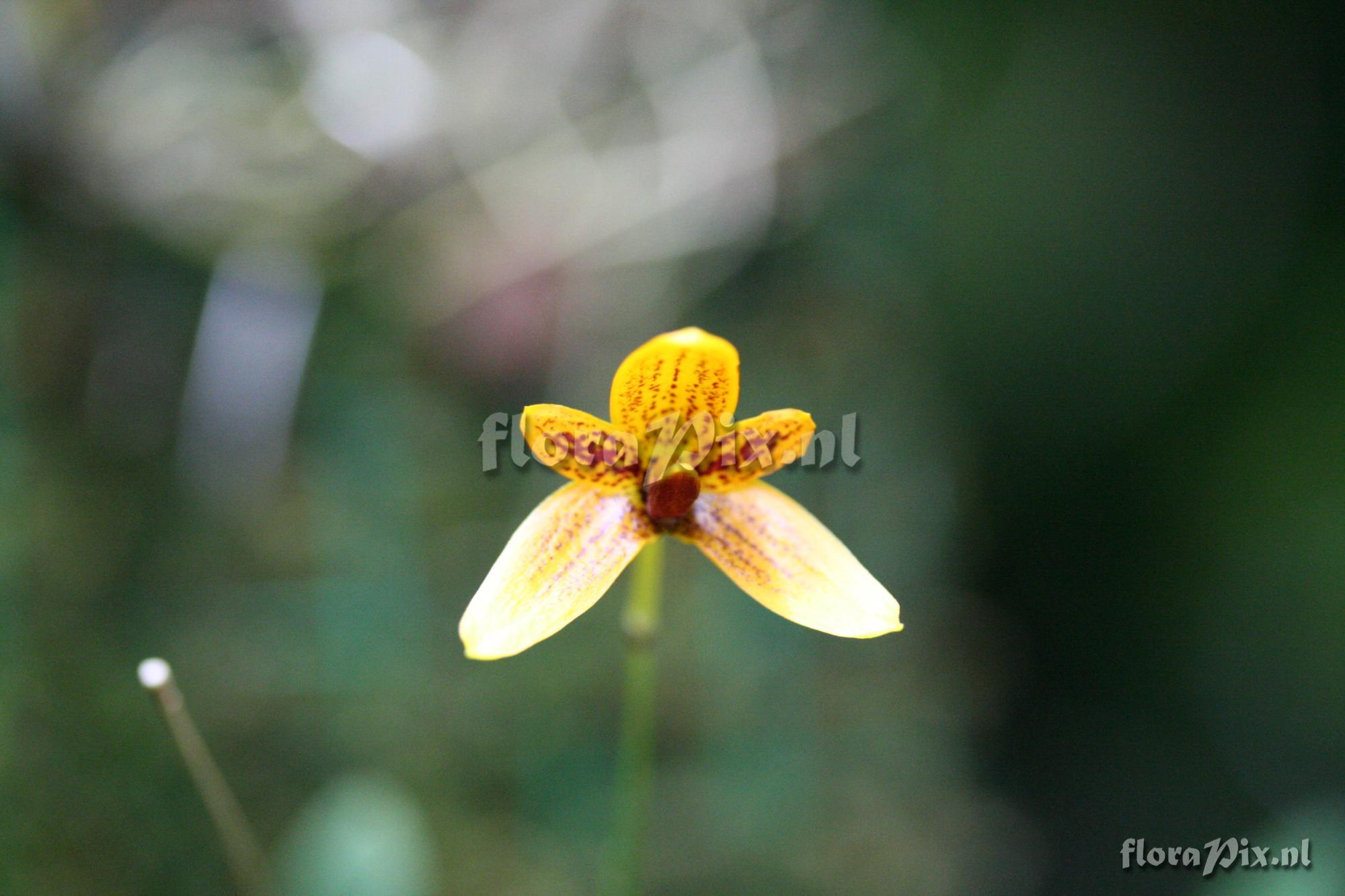 Bulbophylum pardalotum