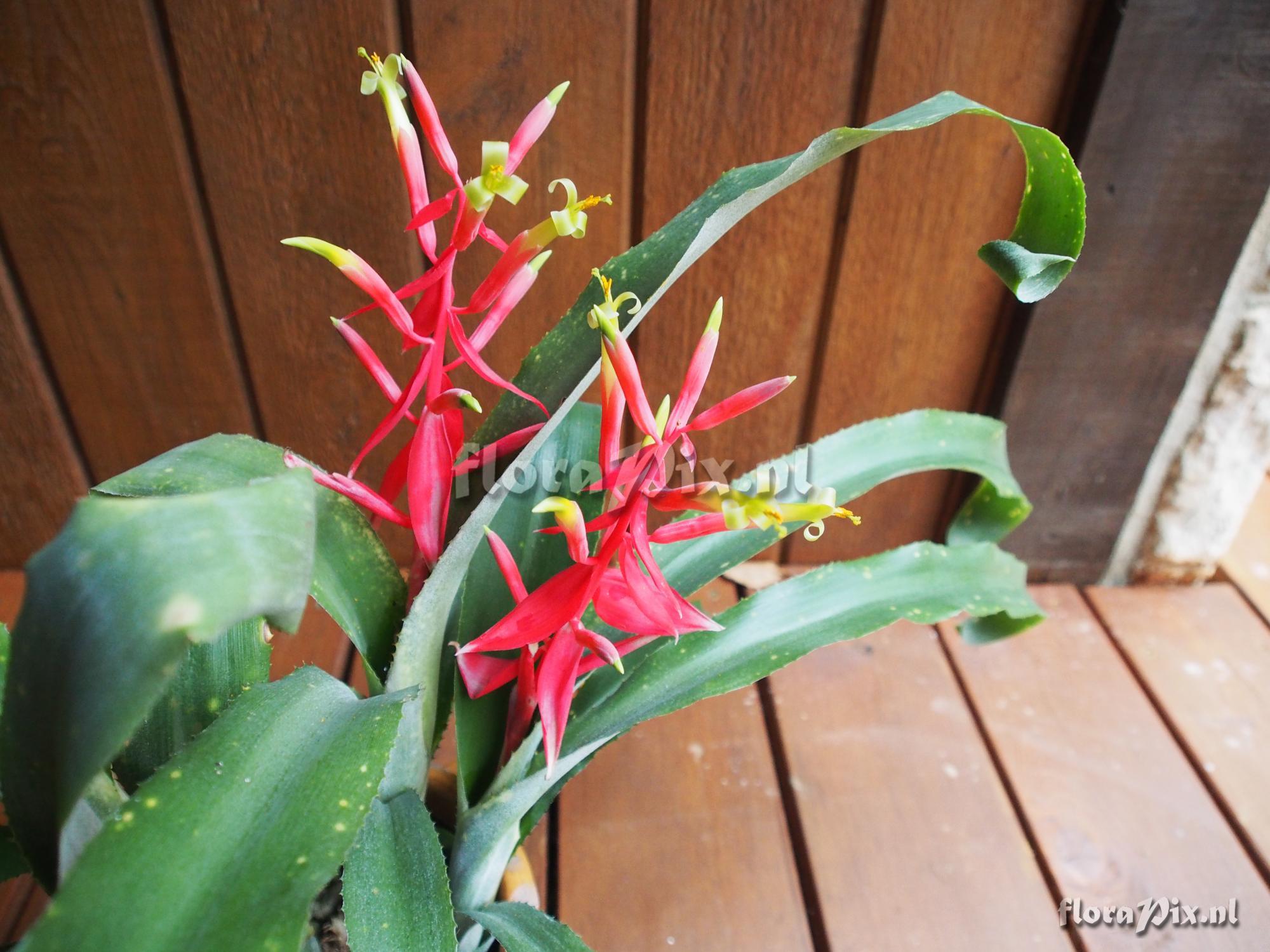 Billbergia 