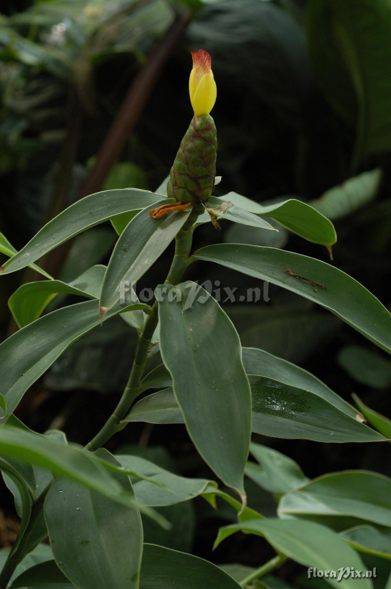 Costus pictus