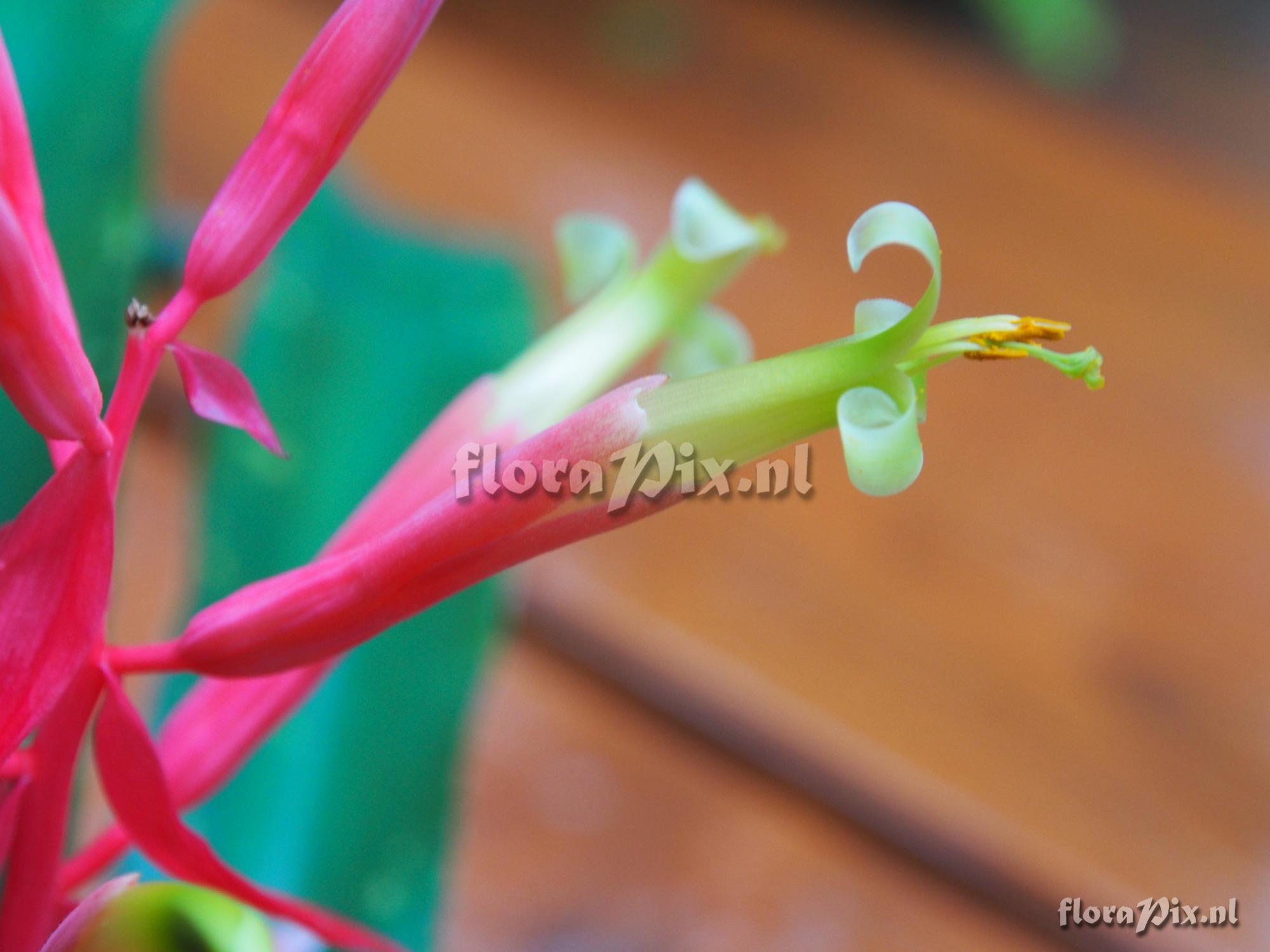 Billbergia 