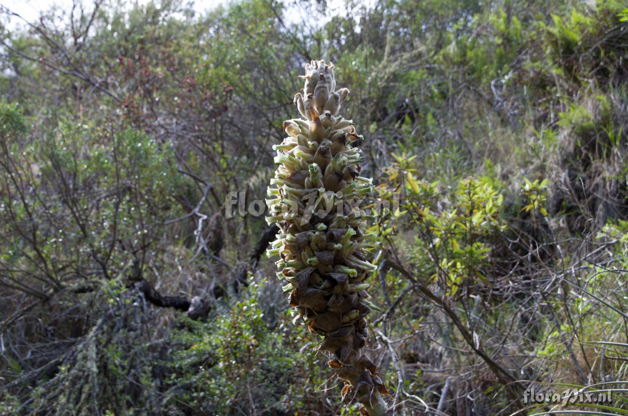 Puya sp.