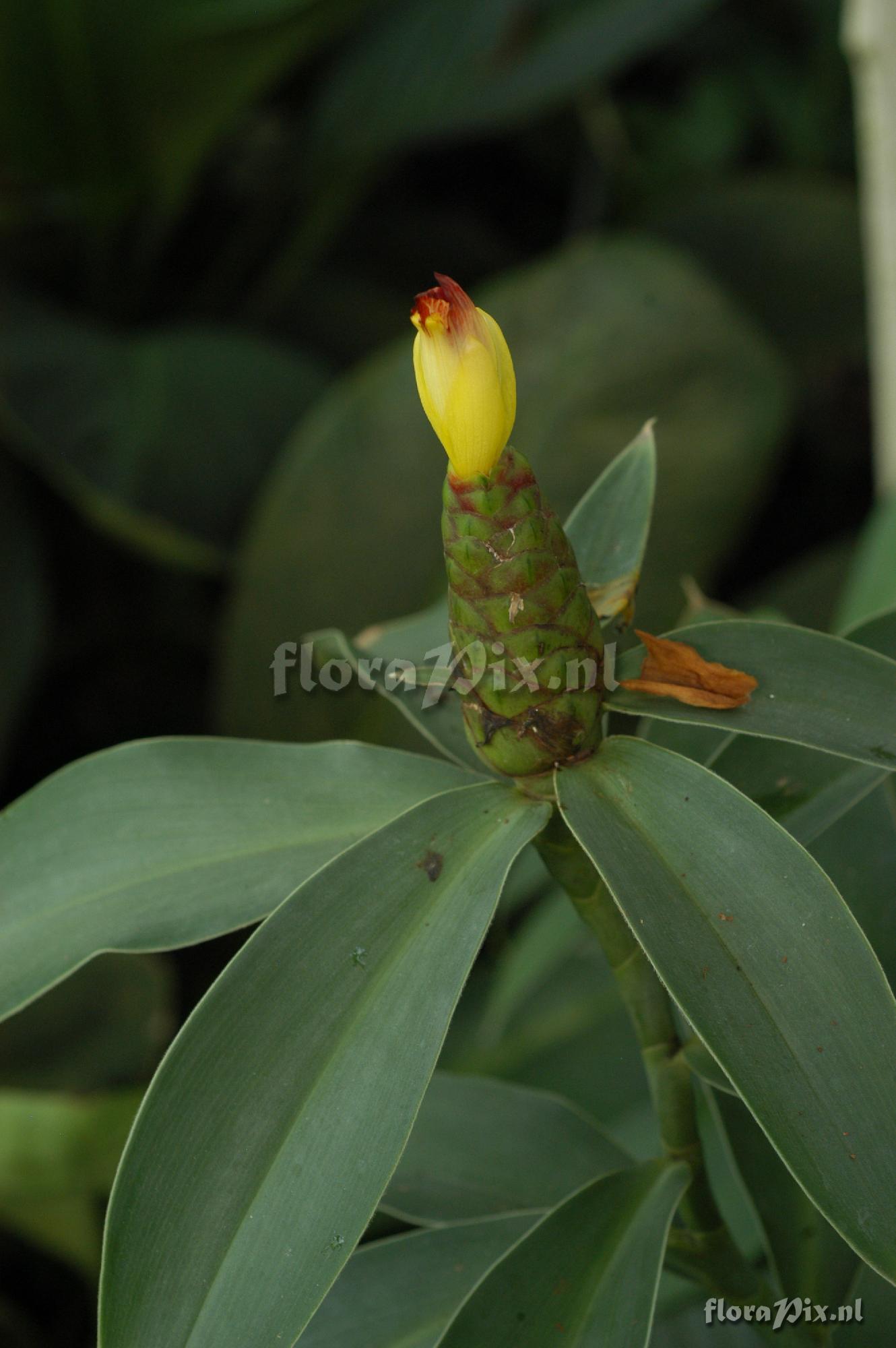 Costus pictus