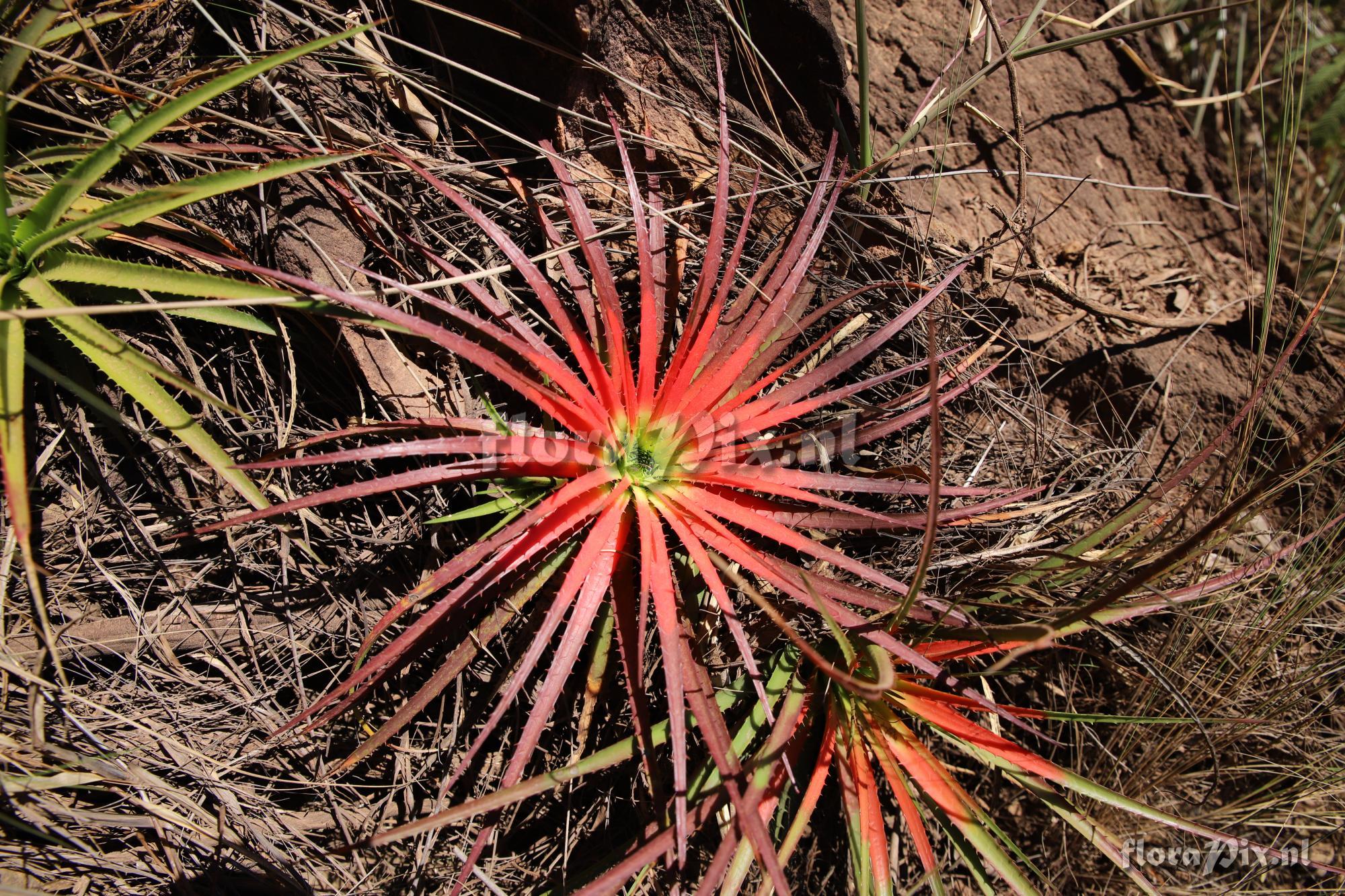 Sincoraea hatschbachii