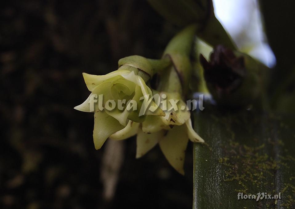 Angraecum cadetii