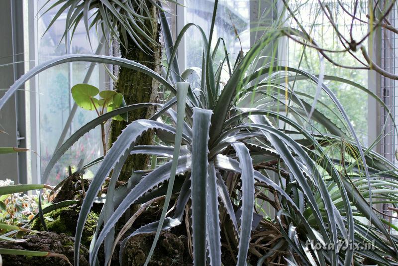 Puya claudiae