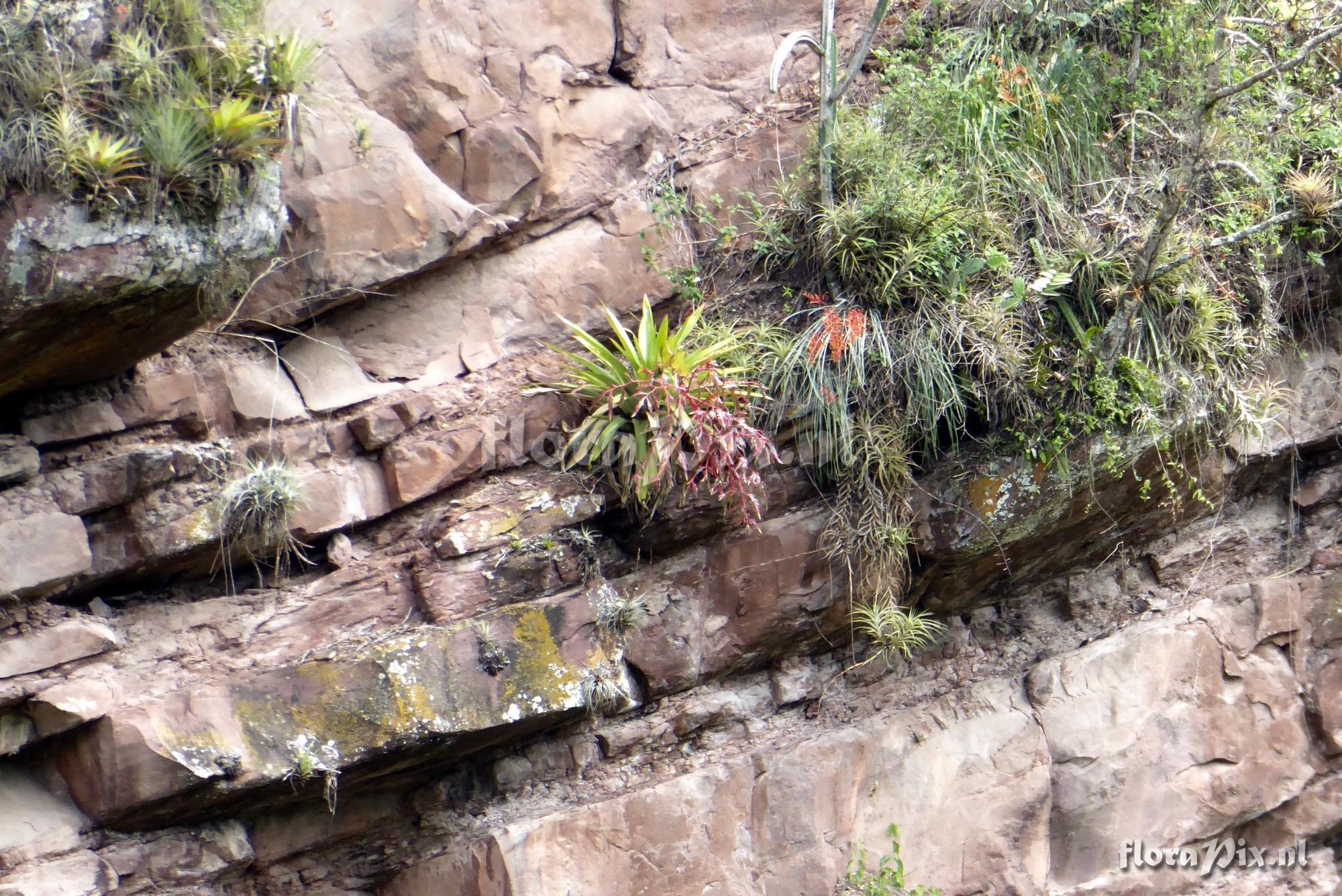 Tillandsia ferreyrae   