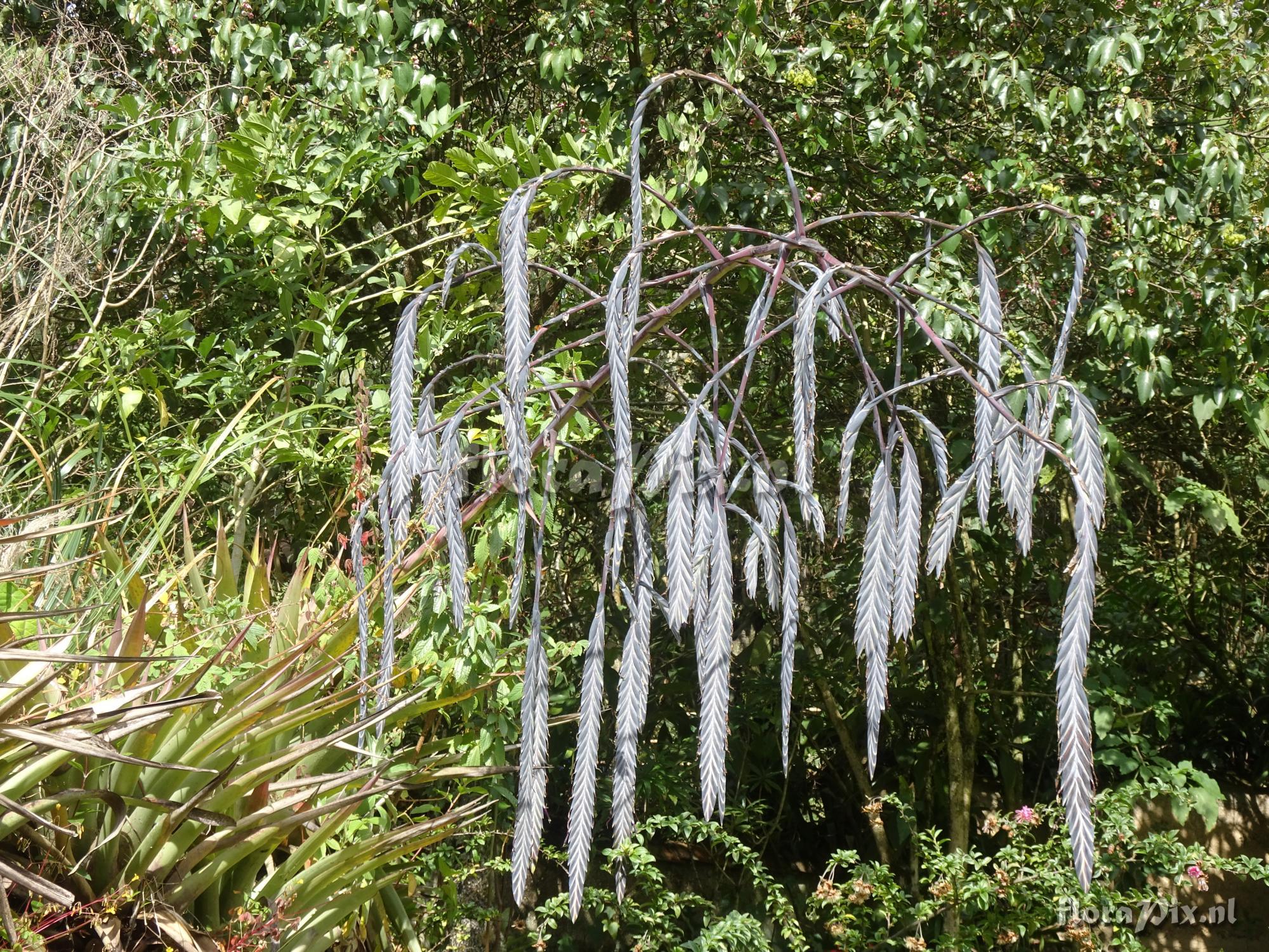 Tillandsia ferreyrae