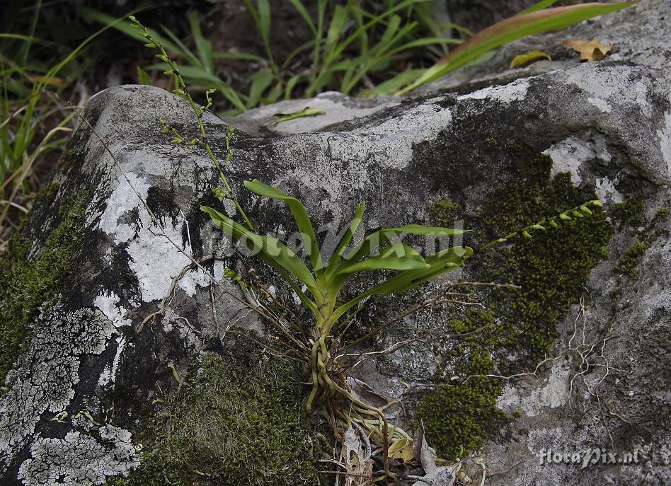 Angraecum calceolus