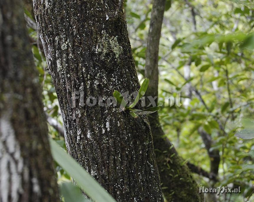 Angraecum borbonicum