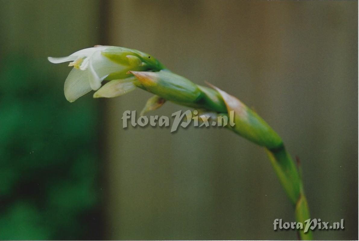 Werauhia vittata?