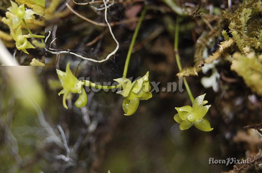 Angraecum cordemoyi